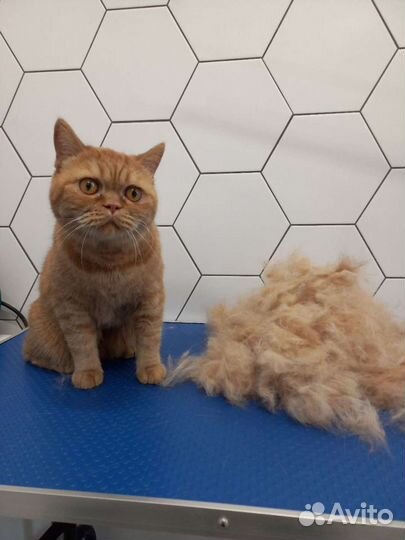 Стрижка кошек и собак