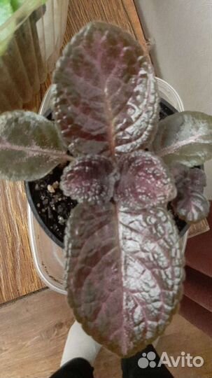 Хойи и эписции