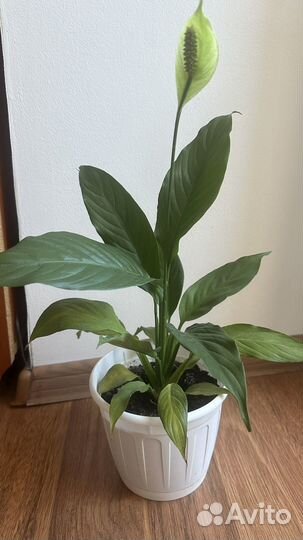 Спатифиллум