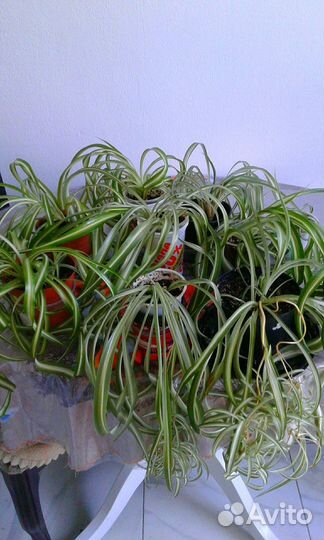 Хлорофитум