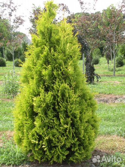 Продам тую Еллоу Риббон