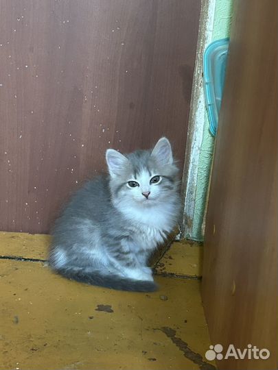 Отдам котят в хорошие руки