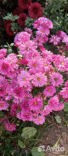 Хризантемы