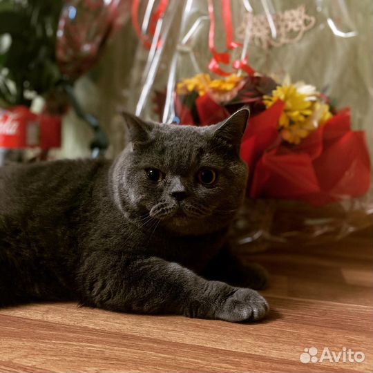 Британская