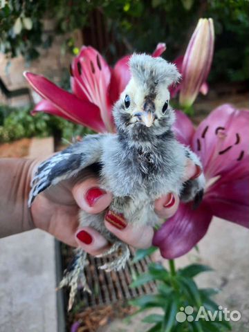 Инкубационное яйцо Павловских кур