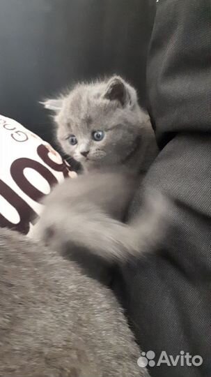 Британские котята