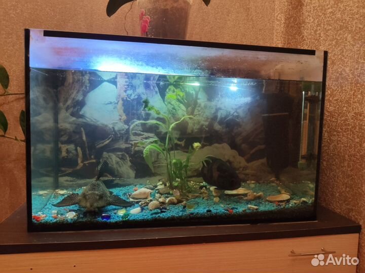 Астронотус