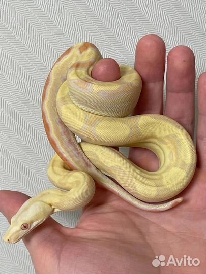 Императорский удав самка