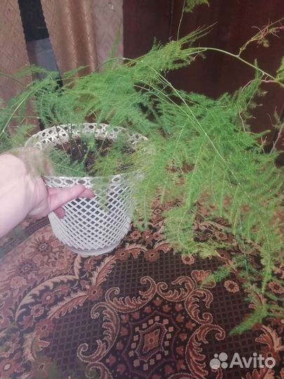 Аспарагус перистый