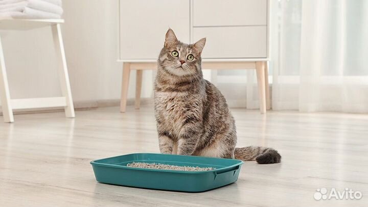 Наполнитель для кошачьего туалета