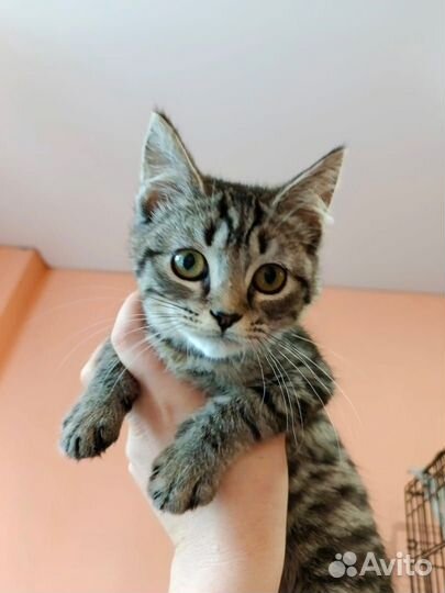 Котятки ищут дом