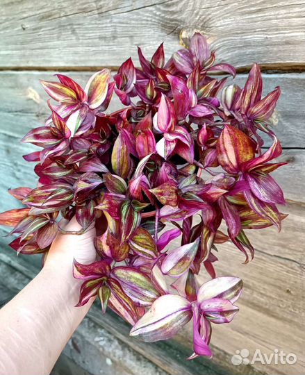 Традесканция зебрина дисколор мультиколор