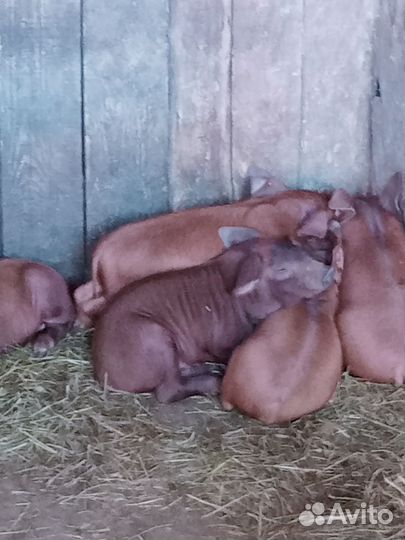 Продаю поросят породы Дюрок
