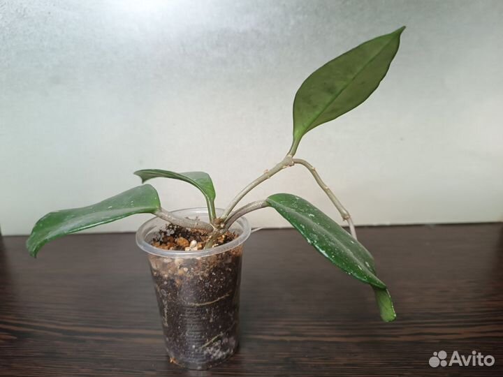 Хойи сортовые