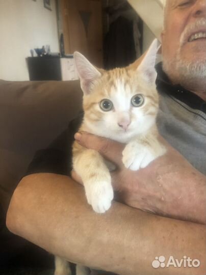 Кот,4 месяца
