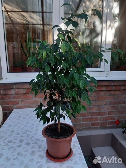 Фикус бенджамина большой