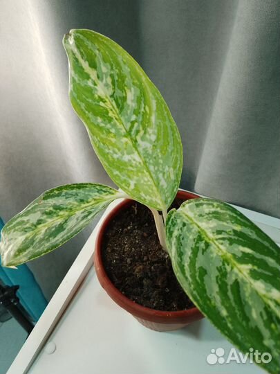 Строманта триколор