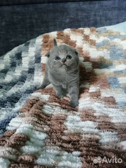 Шотландские котята
