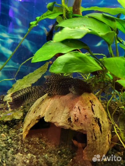 Анциструс сом