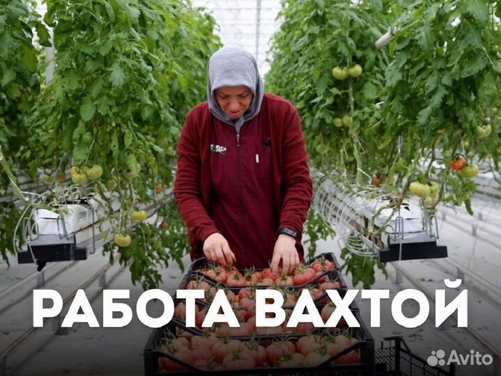 Упаковщики в теплицы. Вахта