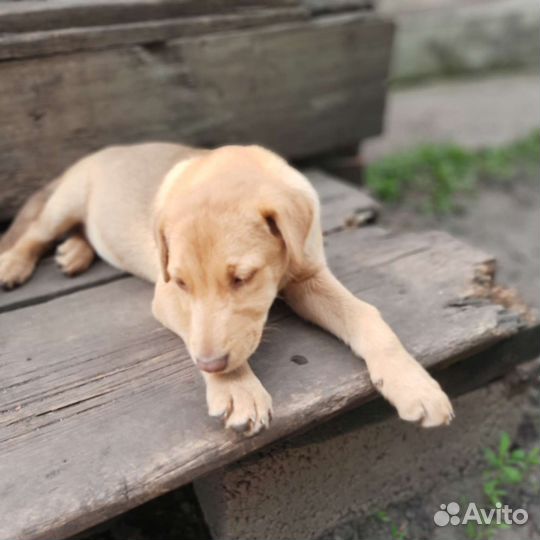 Щенок русской гончей