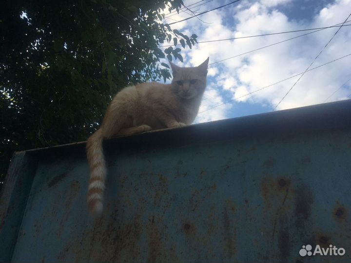 Кот светло-рыжего цвета без пятен