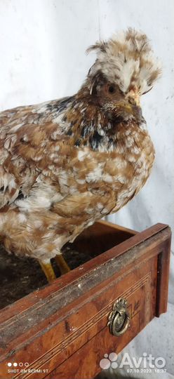 Домашние куриные яйца