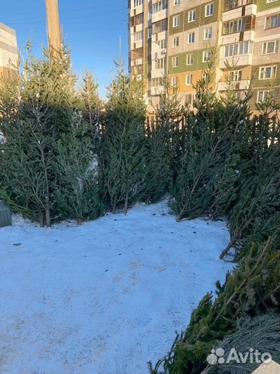 Пихта Новогодняя