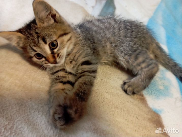 Котят отдам в добрые руки