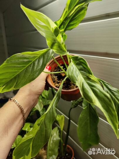 Спатифиллум Индонезийский