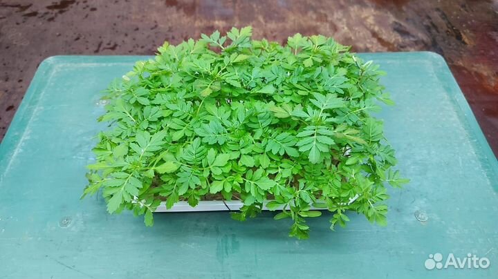 Микрозелень