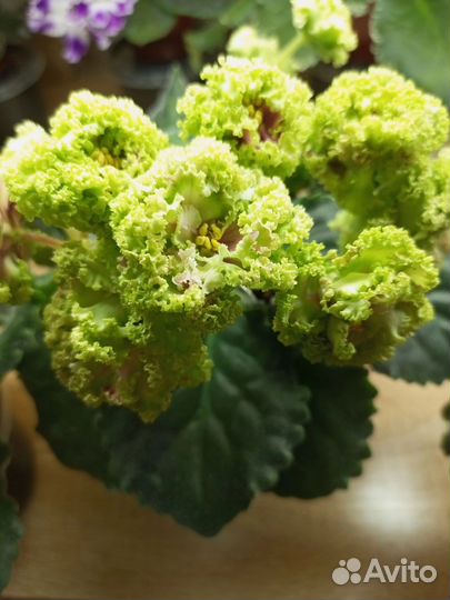 Фиалка (укоренен листы с детками)