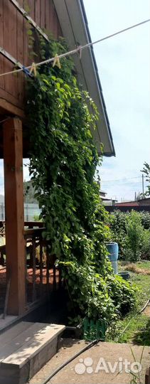 Саженцы лимонника