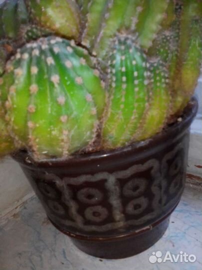 Кактусы разные