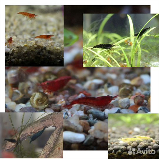 Креветки красные, синие, чёрные, желтые