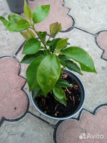 Брунгельвелия