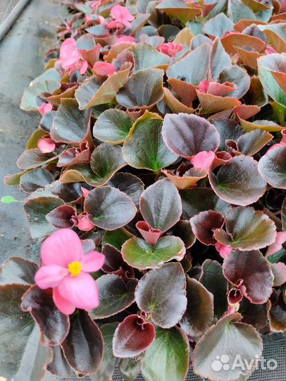 Рассада-сеянцы петунии,тагетиса,Виолы, пеларгинии