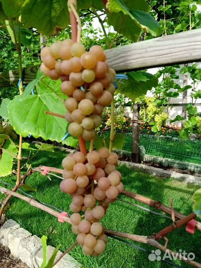 Саженцы винограда