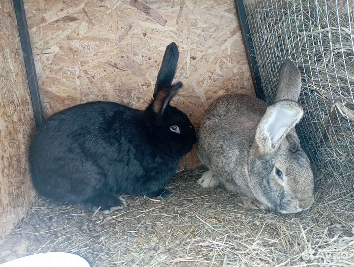 Кролики Самцы Ризин