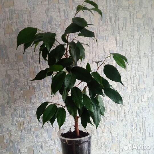 Фикусы Бенджамина