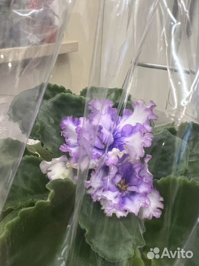 Сортовая фиалка в праздничной упаковке