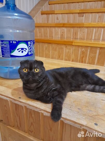 Шотландская кошка
