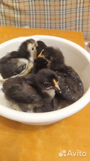 Цыплята