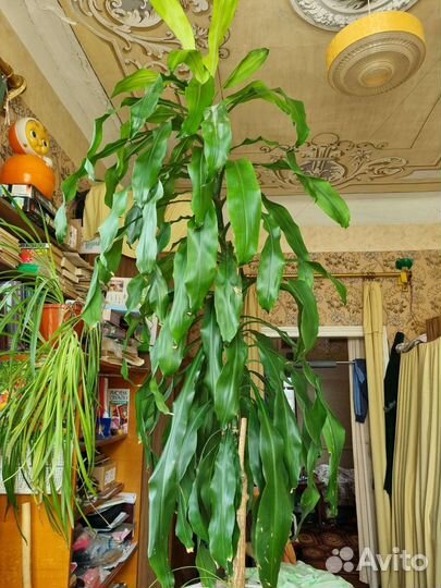 Пальма душистая юкка драцена фрагранс