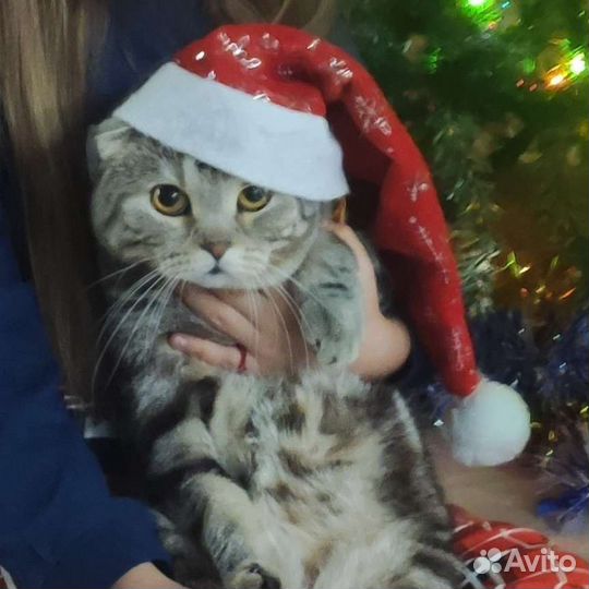 Шотландский вислоухий кот вязка