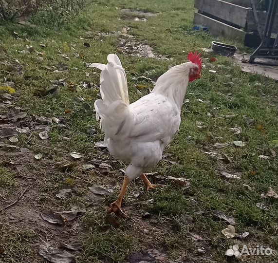 Молодые петушки