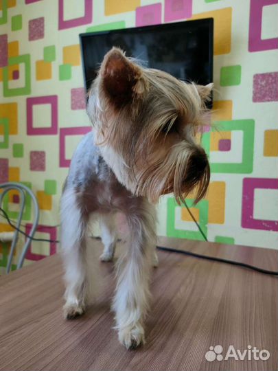 Груминг, стрижка собак