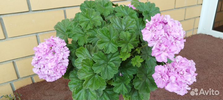 Пеларгония Сиреневый туман