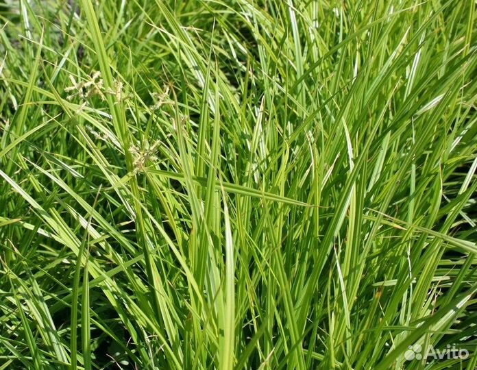 Чуфа (земляной миндаль), семена