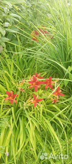 Лилейники сортовые